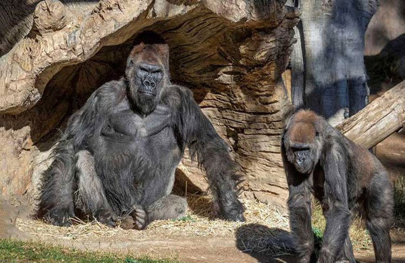 أول صور عالية الدقة لدماغ قرد