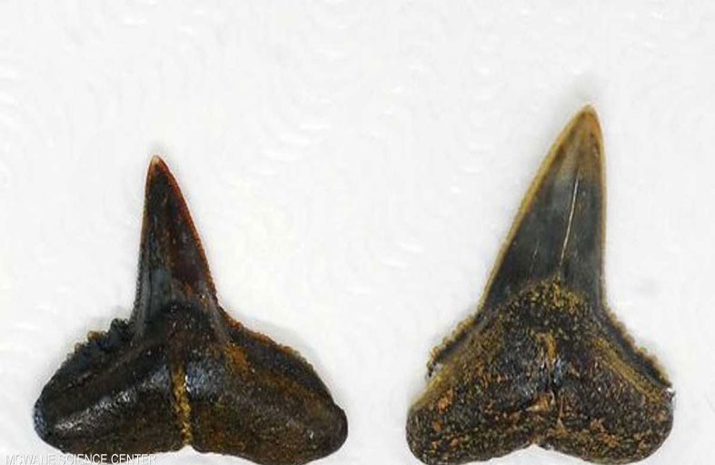 أغرب تكريم.. هذه هدية التقاعد لمسؤولة بمتحف