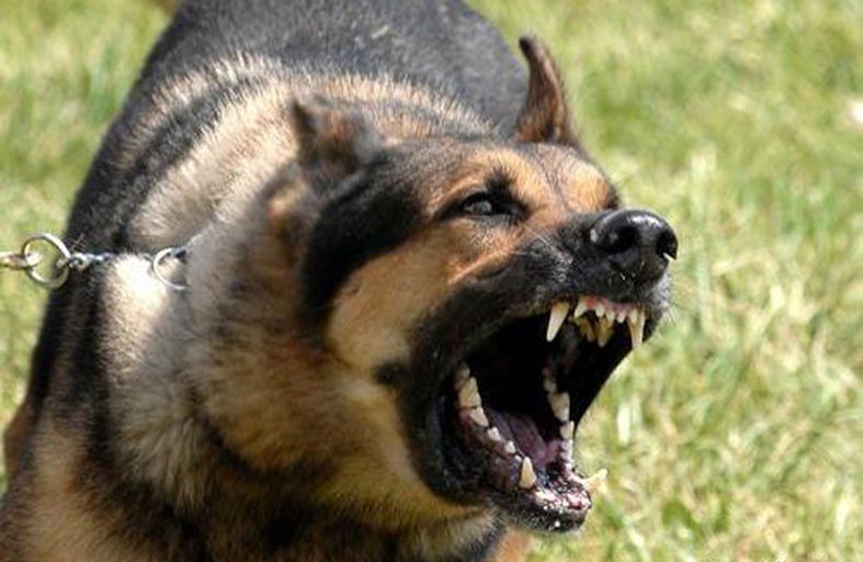 وفاة مروعة.. كلاب ضالة تنهي حياة مسنة