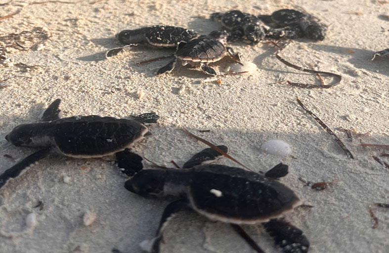 الإمارات العالمية للألمنيوم تستقبل أكثر من 140 سلحفاة صغيرة من سلاحف منقار الصقر على شاطئ الطويلة