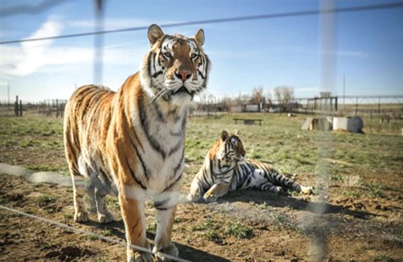 إصابة نمرين مهددان بالانقراض بكورونا