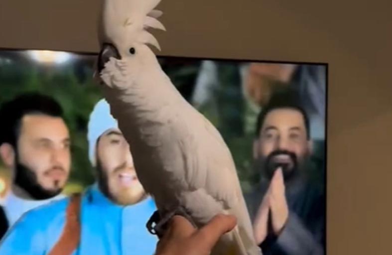 أنثى ببغاء ترقص على أغنية عراقية 