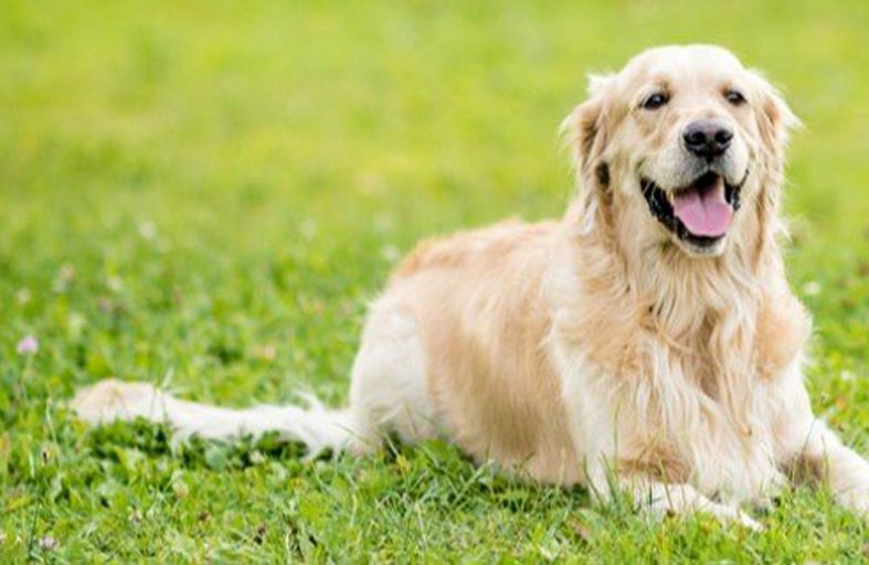 خرائط غوغل تحمي خصوصية الكلاب 