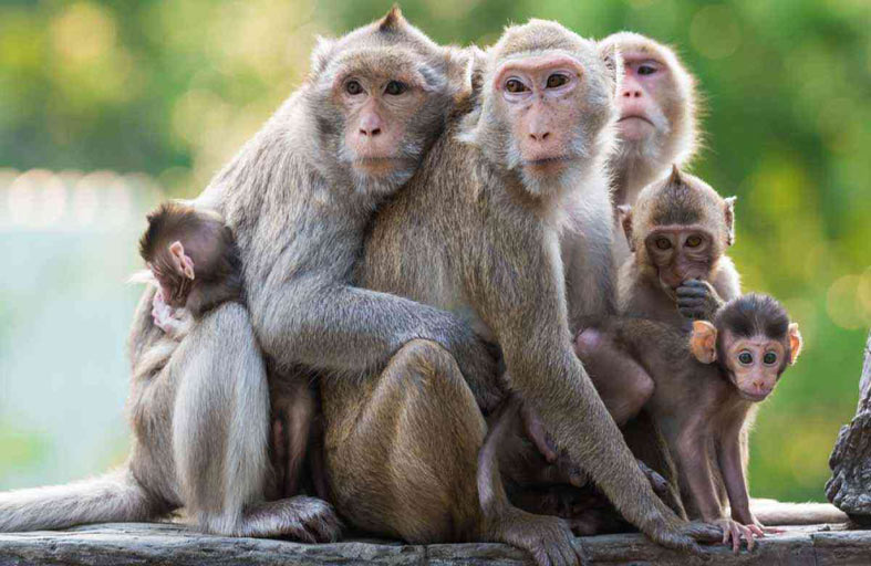 القردة مثل البشر... مثابرة في المهام 