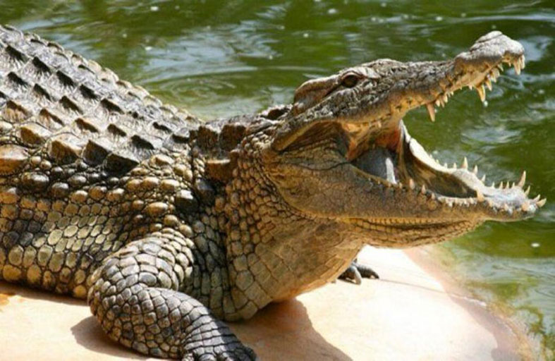 رجل مسن في معدة تمساح