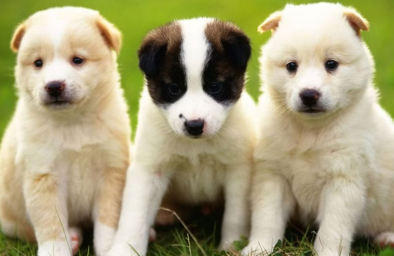 حبس شاب قتل كلابا صغيرة