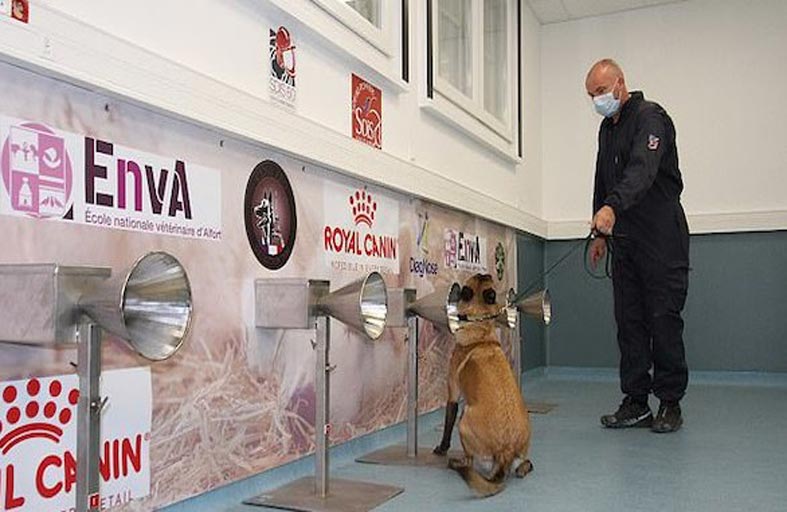 الكلاب المدربة يمكنها اكتشاف المصابين بكورونا