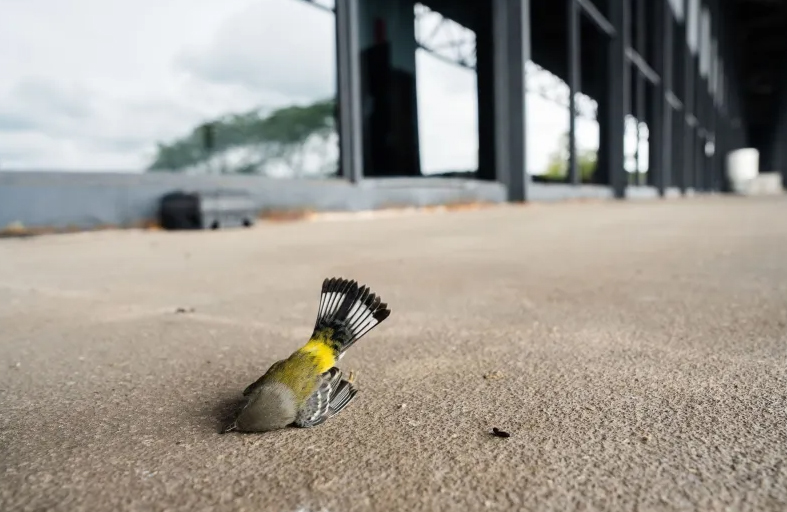 نفوق 1000 طائر نتيجة تصميم هندسي في شيكاغو