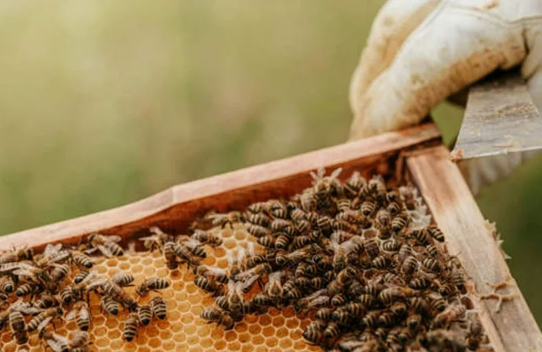 يطلق سرب نحل على رجال شرطة 