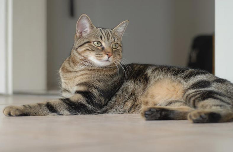 قطط تمبكتو طريدة الصيادين الصغار