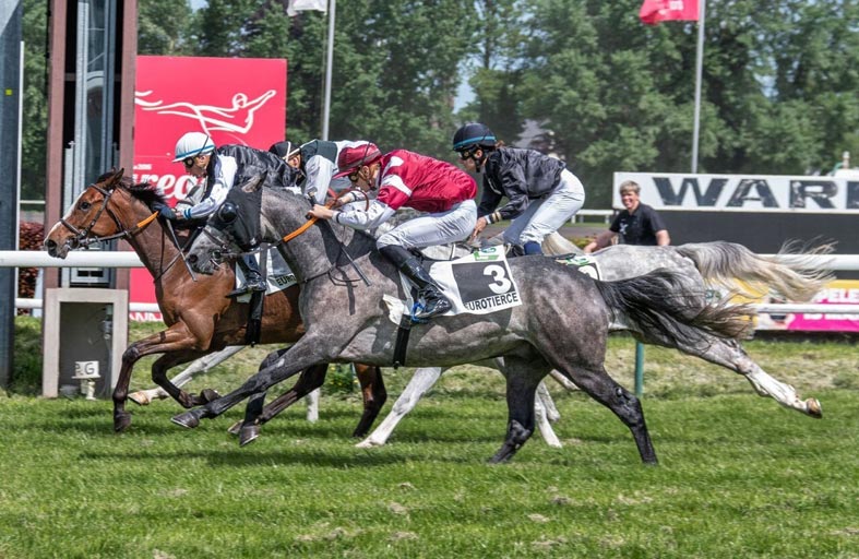 الجواد «ياشار» يتوّج بلقب كأس «الوثبة ستاليونز» في بلجيكا