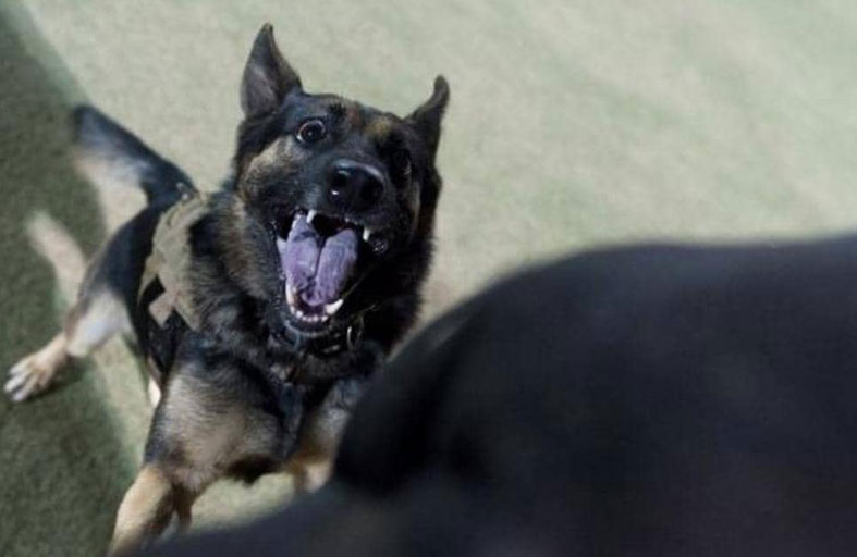 الميتة البشعة.. نزلت من سيارتها فقتلتها الكلاب