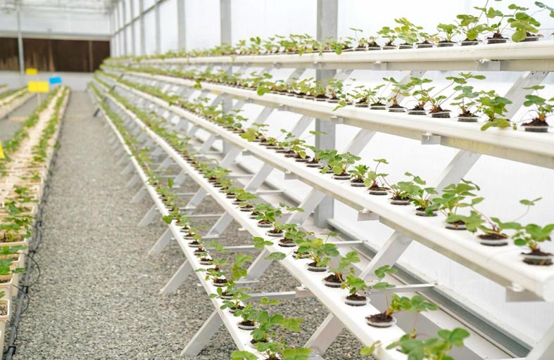 أنشطة وفعاليات متنوعة بمهرجان حتا الزراعي