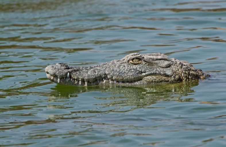إنقاذ رجلين من فكي تمساح