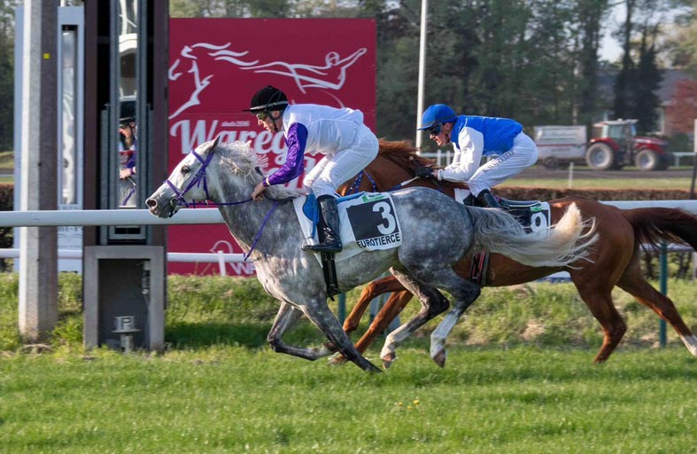 كأس الوثبة ستاليونز ينطلق اليوم في بلجيكا بمشاركة 11 خيلاً 