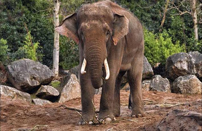 فيل يقتل سيدة وينتقم منها في جنازتها!