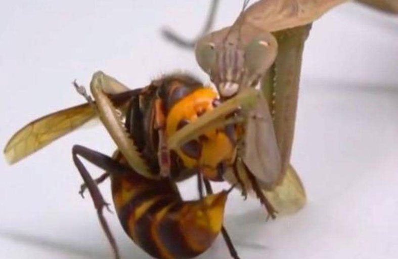 «الكابوس».. لحظة التهام «الدبور القاتل» 