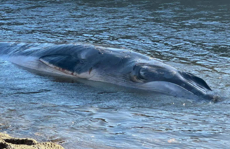 القتل الرحيم لحوت صغير فقد أمه