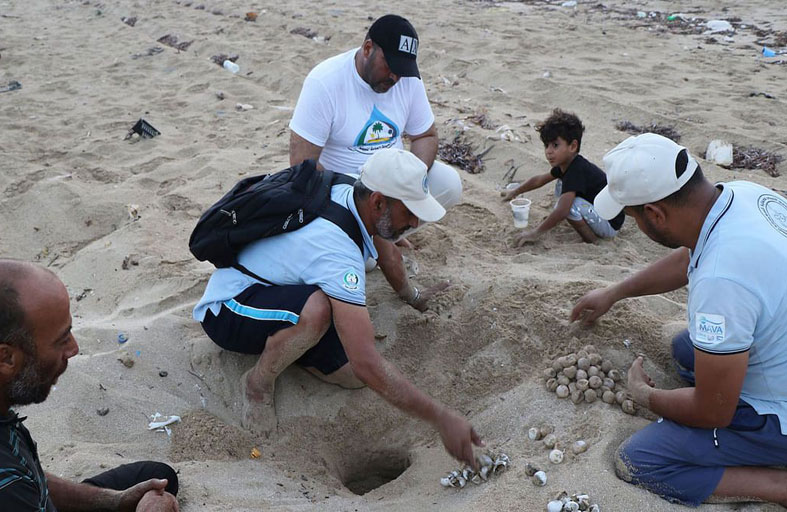 في ليبيا.. متطوعون مهمتهم حماية بيض السلاحف البحرية