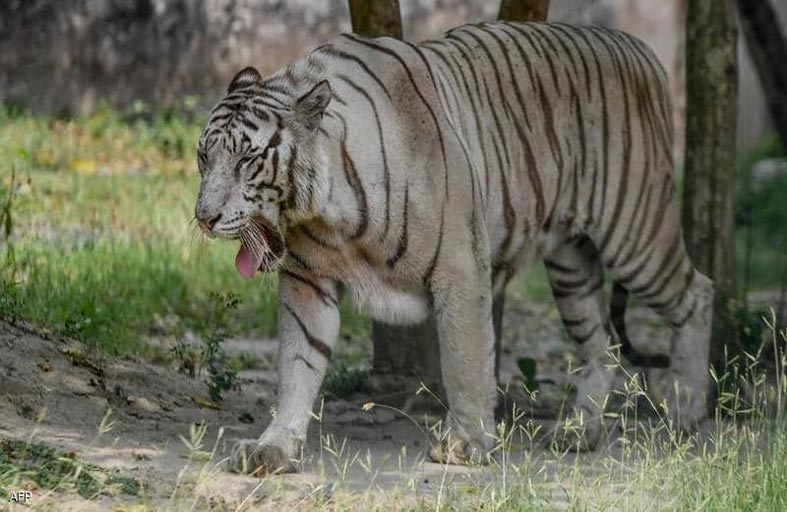 نمر ضال ينقض على رجل