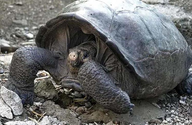 سلاحف عملاقة تكسر اعتقاد الانقراض