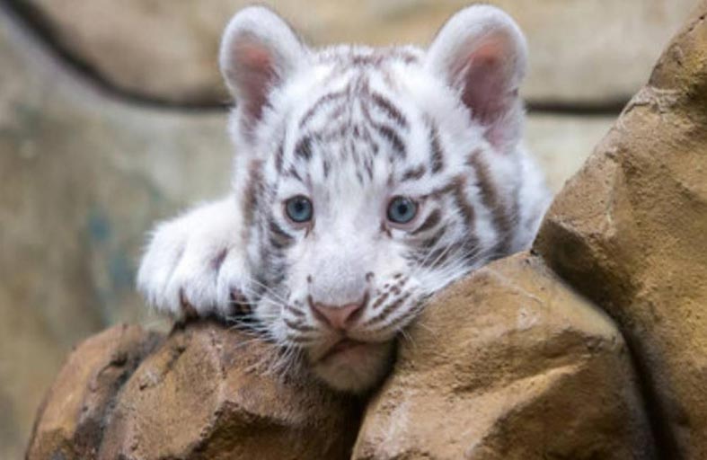 العثور على أنثى نمر أبيض قرب حديقة حيوانات 