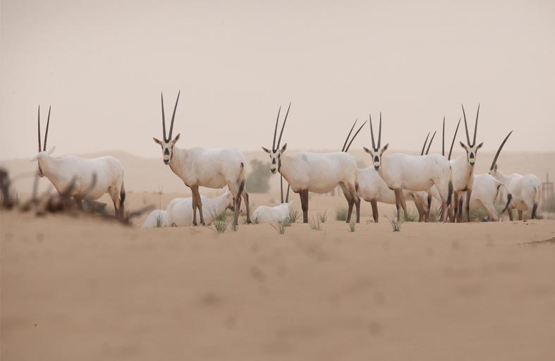 4 قصص نجاح إماراتية تعيد الأمل في عكس مسار تراجع التنوع البيولوجي عالميا