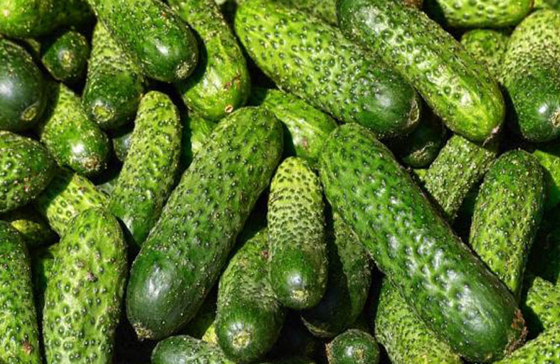 فوائد غير متوقعة للخيار المر