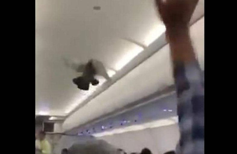 راكبان غير متوقعين يثيرا الفوضى في طائرة