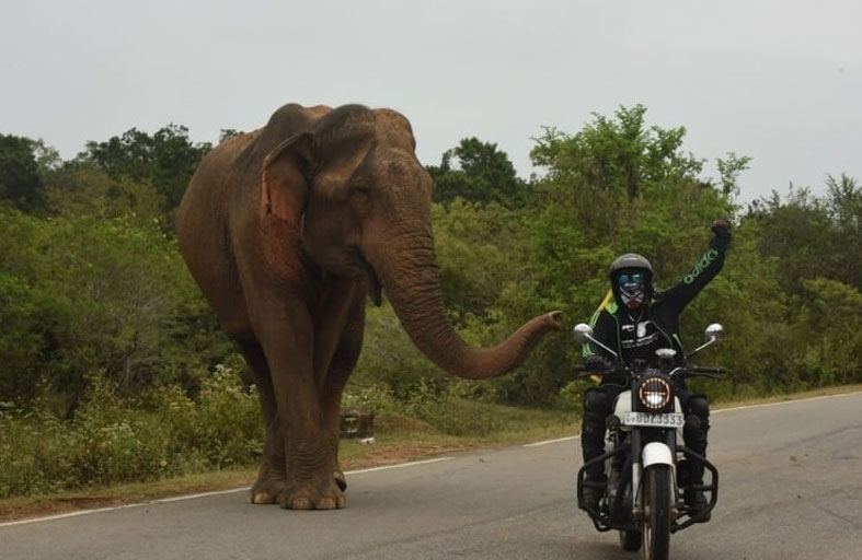 قطيع فيلة يطارد راكب دراجة اقترب منه