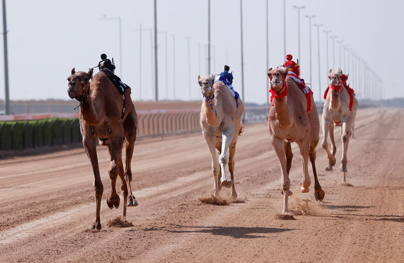 هجن «العاصفة» و «الرئاسة» تسيطران على ناموس اليذاع بالمرموم
