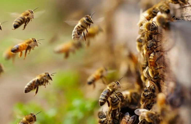 وفاة رجل بسبب لسعة نحل