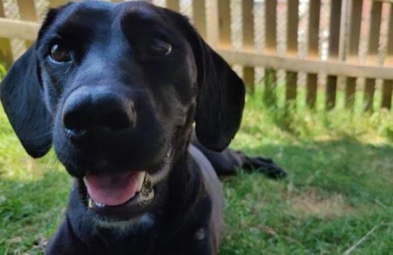 كلبة تختفي من أمريكا وتظهر في السعودية