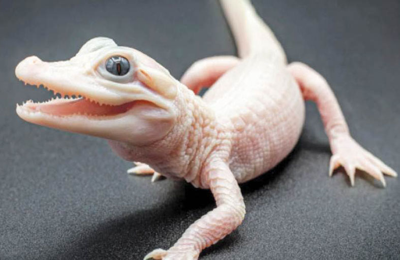 ولادة نادرة لتمساح بعيون زرقاء وجلد أبيض