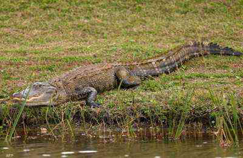 تنجو من تمساح بأعجوبة.. قاومته 90 دقيقة