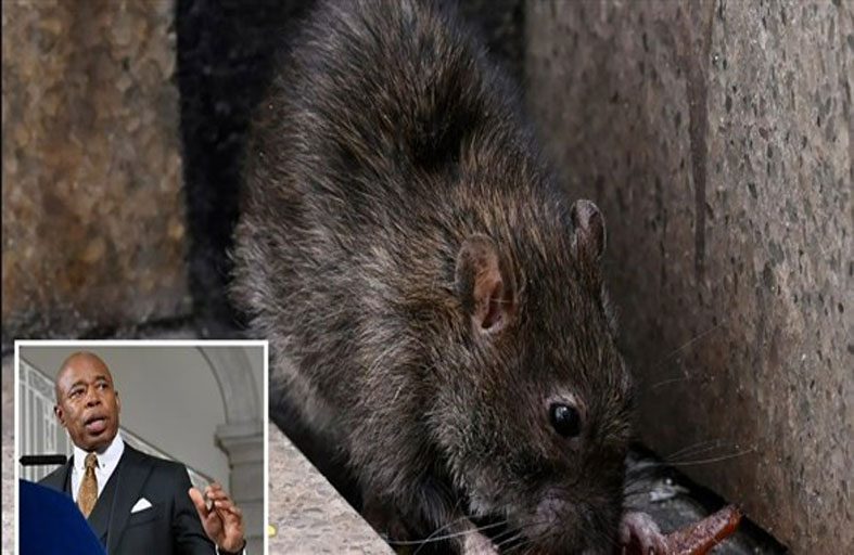 وظيفة صائد فئران براتب 170 ألف دولار