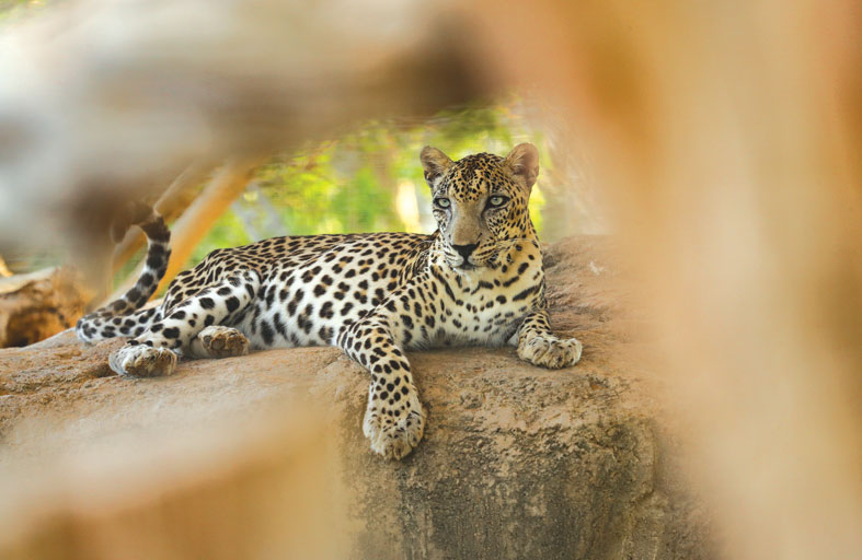 حديقة الحيوان بالعين تنظم جملة من البرامج التثقيفية احتفاءً باليوم العالمي للحيوان
