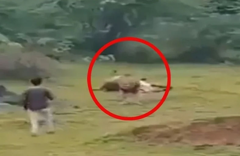 يخاطر بحياته لتصوير أسد جائع 