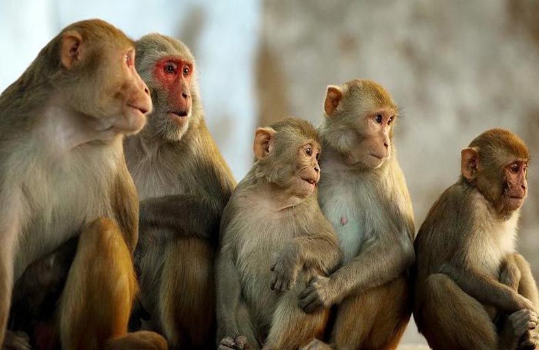 قتل رحيم للقرود الهاربة من المختبر