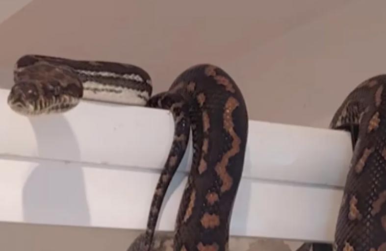 دخل المرحاض ليصدم بـ ثعبان مرقط