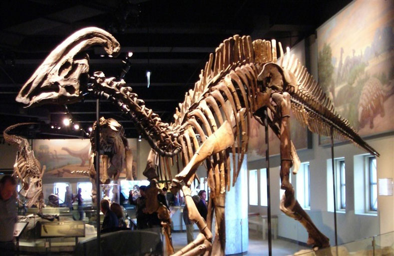 بقايا ديناصورين صغيرين يلقي الضوء على النظام الغذائي