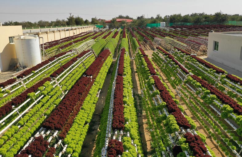 مزارع المواطنين .. استدامة غذائية بسواعد إماراتية 