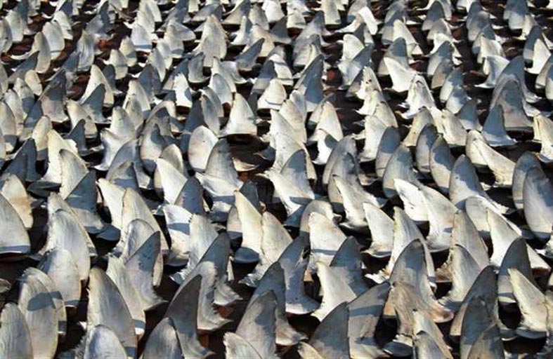 زعانف القرش  في قانون أمريكي جديد