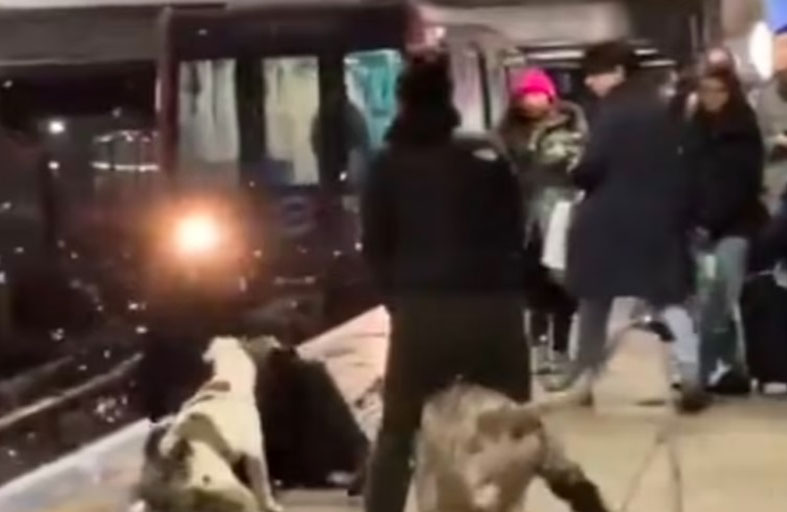 حاول مساعدة سيدة.. فنهشه كلبها 