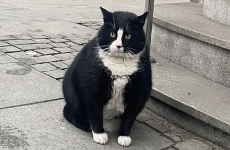 حمية قاسية لقط شهير في بولندا