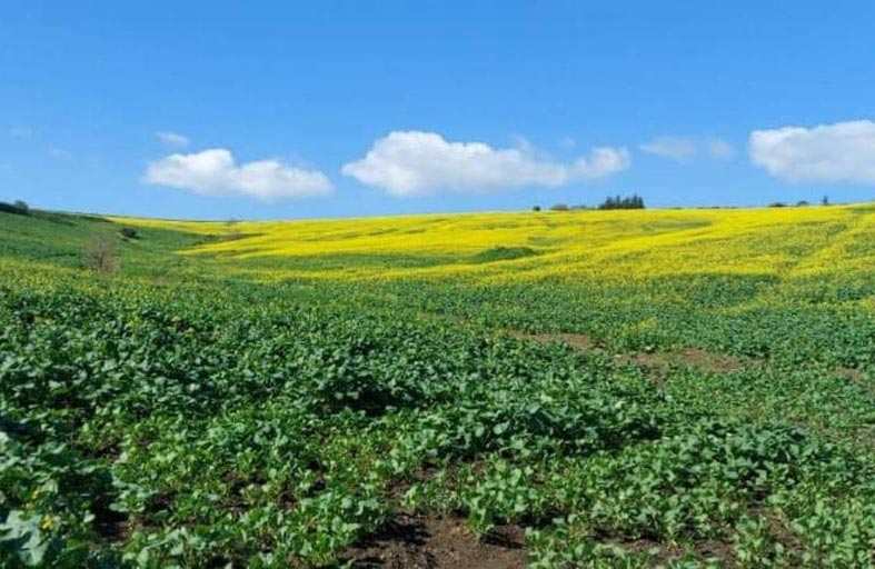 في الموسم الأول.. سواعد جزائرية تخوض تحدي السلجم
