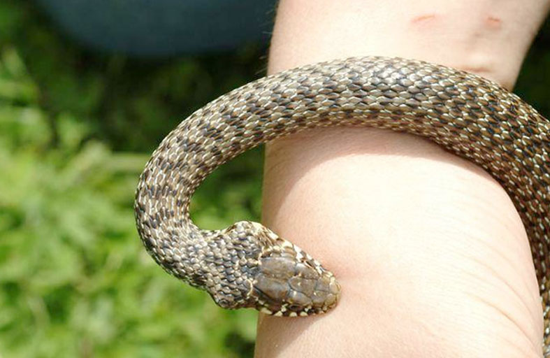 وفاة طفل بلدغة ثعبان 