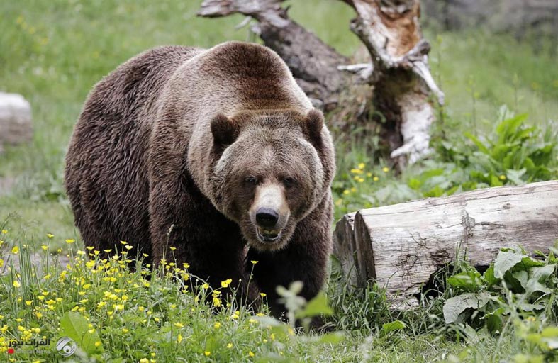 باغته الدب وهو نائم 