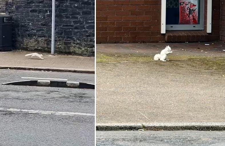 رصد سنجاب أبيض نادر في جنوب ويلز
