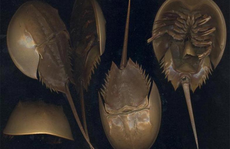 كورونا وسرطان حدوة الحصان.. كيف يهدد الوباء مخلوقا بحريا؟